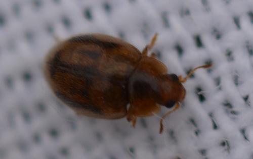 Réf. 338 569 : Rhyzobius chrysomeloides